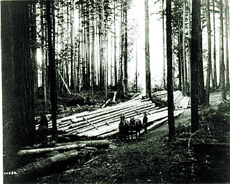 logging scene